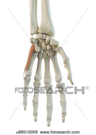Hand muscles, artwork View Large Illustration Stock Illustration - Hand muscles, artwork. Fotosearch