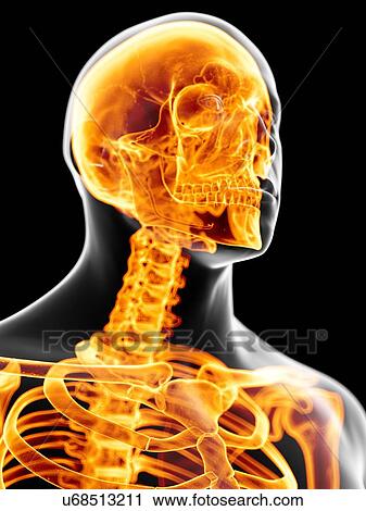 Head and neck bones, artwork View Large Illustration Clip Art - Head and neck bones, artwork. Fotosearch