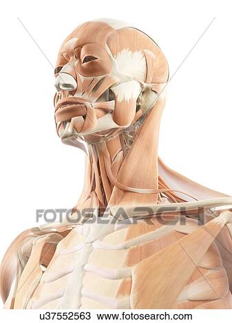 Head and neck muscles, artwork View Large Illustration Drawing - Head and neck muscles, artwork. Fotosearch
