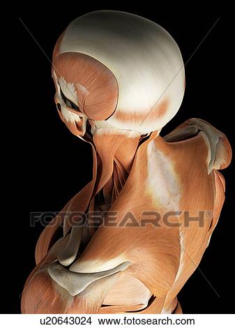 Stock Illustration - Head and neck muscles, artwork. Fotosearch