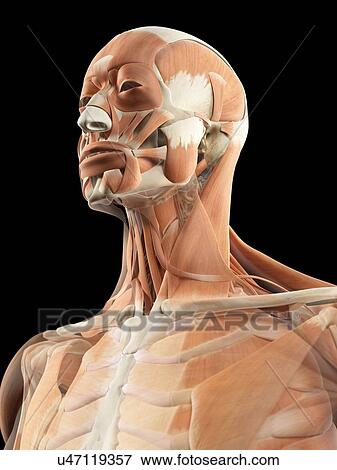 Stock Illustration - Head and neck muscles, artwork. Fotosearch