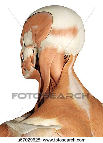Stock Illustration - Head and neck muscles, artwork. Fotosearch