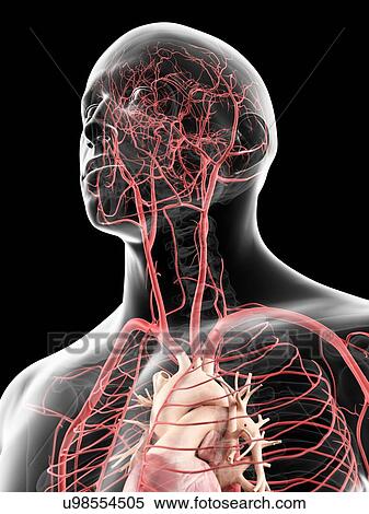 Head arteries, artwork View Large Illustration Stock Illustration - Head arteries, artwork. Fotosearch