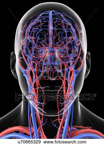 Head blood vessels, artwork View Large Illustration Stock Illustration - Head blood vessels, artwork. Fotosearch