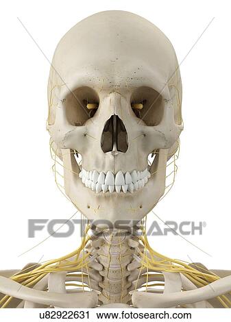 Head bones and nerves, artwork View Large Illustration Clip Art - Head bones and nerves, artwork. Fotosearch