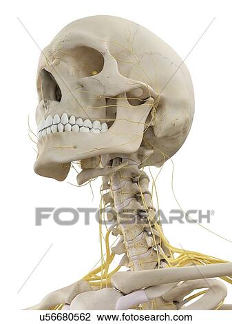 Drawing - Head bones and nerves, artwork. Fotosearch