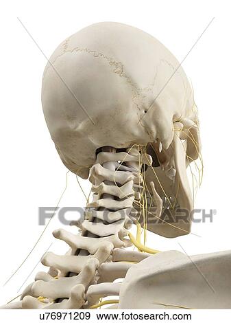 Stock Illustration - Head bones and nerves, artwork. Fotosearch