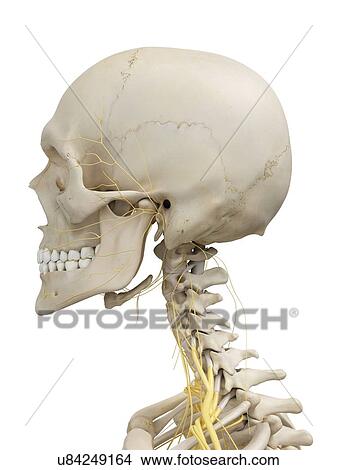 Head bones and nerves, artwork View Large Illustration Stock Illustration - Head bones and nerves, artwork. Fotosearch