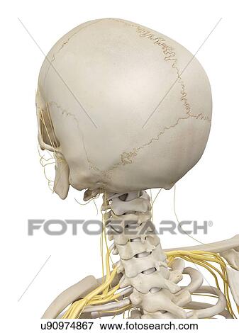 Head bones and nerves, artwork View Large Illustration Stock Illustration - Head bones and nerves, artwork. Fotosearch