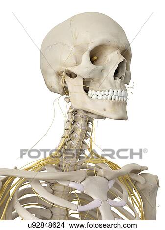 Head bones and nerves, artwork View Large Illustration Stock Illustration - Head bones and nerves, artwork. Fotosearch
