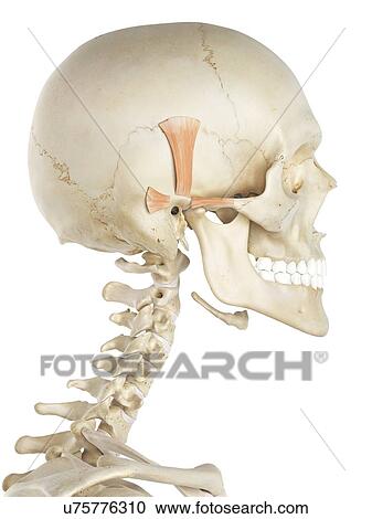 Head muscle, artwork View Large Illustration Clipart - Head muscle, artwork. Fotosearch