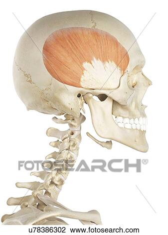 Head muscles, artwork View Large Illustration Drawing - Head muscles, artwork. Fotosearch