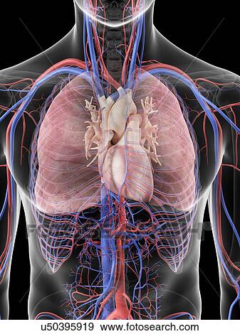Heart and lungs, artwork View Large Illustration Stock Illustration - Heart and lungs, artwork. Fotosearch