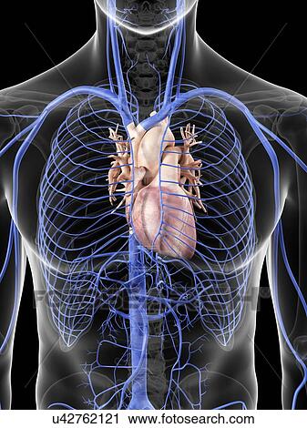 Clip Art - Heart and veins, artwork. Fotosearch