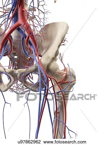 Drawing - Hip blood vessels, artwork. Fotosearch