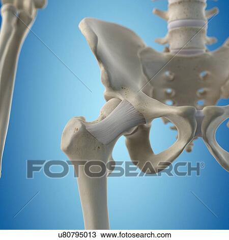 Hip ligament, artwork View Large Illustration Drawing - Hip ligament, artwork. Fotosearch