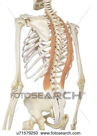 Clipart - Hip muscle, artwork. Fotosearch