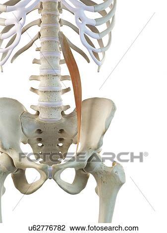 Drawing - Hip muscle, artwork. Fotosearch