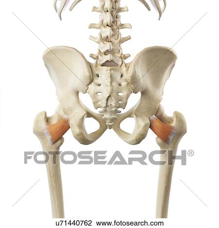 Drawing - Hip muscle, artwork. Fotosearch