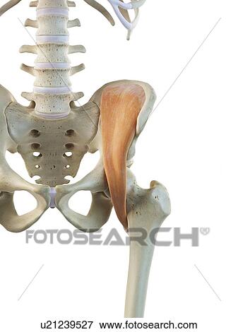 Hip muscle, artwork View Large Illustration Stock Illustration - Hip muscle, artwork. Fotosearch