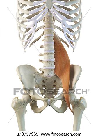 Hip muscle, artwork View Large Illustration Stock Illustration - Hip muscle, artwork. Fotosearch