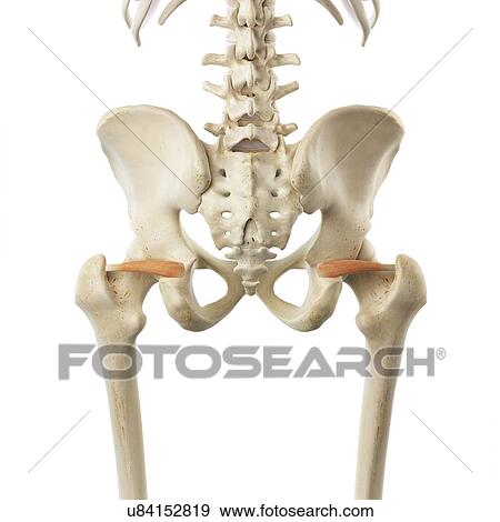 Stock Illustration - Hip muscles, artwork. Fotosearch