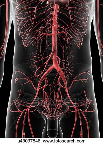 Human abdominal arteries, artwork View Large Illustration Stock Illustration - Human abdominal arteries, artwork. Fotosearch