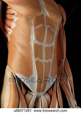 Human abdominal muscles, artwork View Large Illustration Clip Art - Human abdominal muscles, artwork. Fotosearch