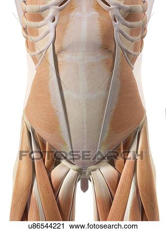 Human abdominal muscles, artwork View Large Illustration Clip Art - Human abdominal muscles, artwork. Fotosearch