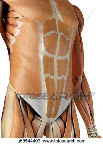 Drawing - Human abdominal muscles, artwork. Fotosearch