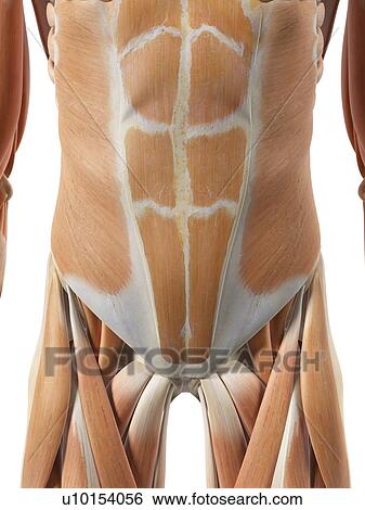 Human abdominal muscles, artwork View Large Illustration Stock Illustration - Human abdominal muscles, artwork. Fotosearch