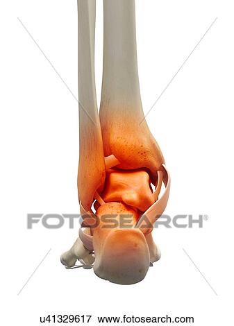 Human ankle bone, artwork View Large Illustration Stock Illustration - Human ankle bone, artwork. Fotosearch