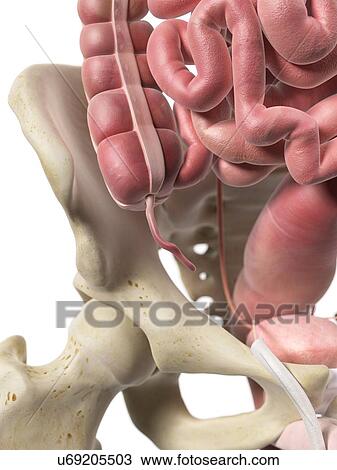 Human appendix, artwork View Large Illustration Drawing - Human appendix, artwork. Fotosearch