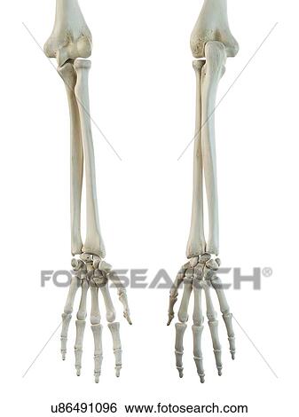 Human Arm Bones Artwork Stock Illustration U86491096 Fotosearch