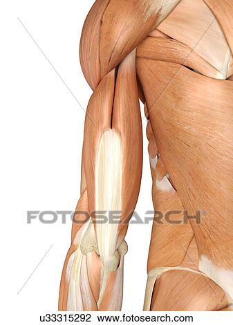 Drawing - Human arm muscles, artwork. Fotosearch