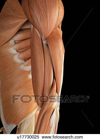 Human arm muscles, artwork View Large Illustration Stock Illustration - Human arm muscles, artwork. Fotosearch
