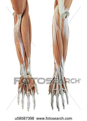 Human arm muscles, artwork View Large Illustration Stock Illustration - Human arm muscles, artwork. Fotosearch
