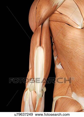 Stock Illustration - Human arm muscles, artwork. Fotosearch
