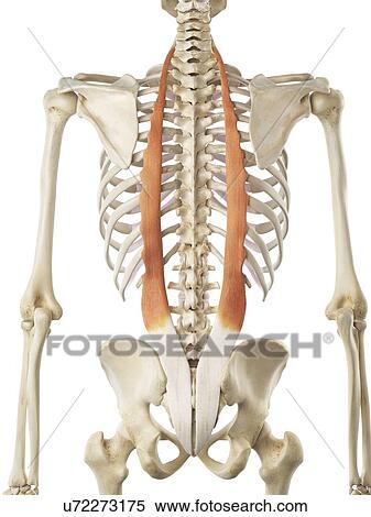 Human back, artwork View Large Illustration Stock Illustration - Human back, artwork. Fotosearch