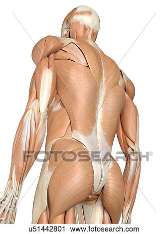 Human back muscles, artwork View Large Illustration Clip Art - Human back muscles, artwork. Fotosearch