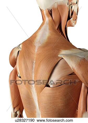 Human back muscles, artwork View Large Illustration Clipart - Human back muscles, artwork. Fotosearch