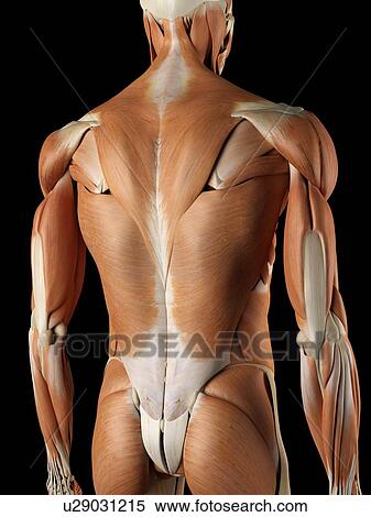 Stock Illustration - Human back muscles, artwork. Fotosearch