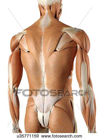 Human back muscles, artwork View Large Illustration Stock Illustration - Human back muscles, artwork. Fotosearch
