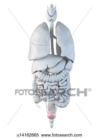 Stock Illustration - Human bladder, artwork. Fotosearch