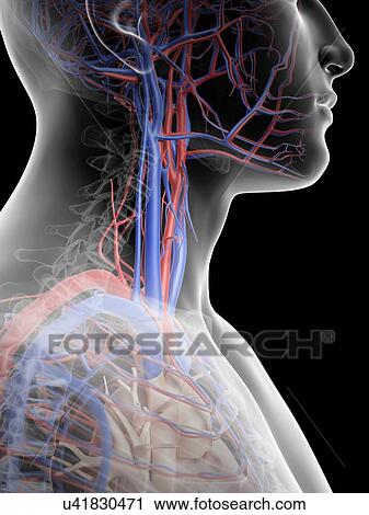 Clip Art - Human blood vessels in neck, artwork. Fotosearch