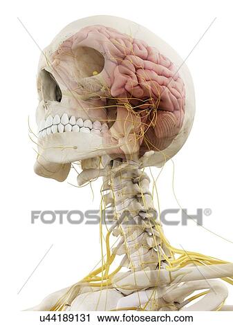 Clip Art - Human brain and nerves, artwork. Fotosearch
