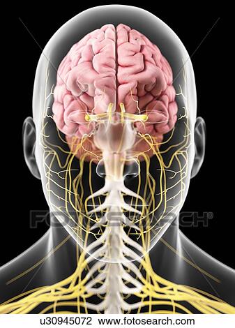 Human brain and nerves, artwork View Large Illustration Drawing - Human brain and nerves, artwork. Fotosearch