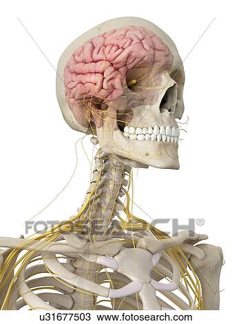 Drawing - Human brain and nerves, artwork. Fotosearch