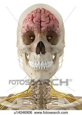 Human brain and nerves, artwork View Large Illustration Stock Illustration - Human brain and nerves, artwork. Fotosearch