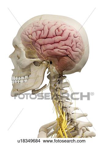 Human brain and nerves, artwork View Large Illustration Stock Illustration - Human brain and nerves, artwork. Fotosearch